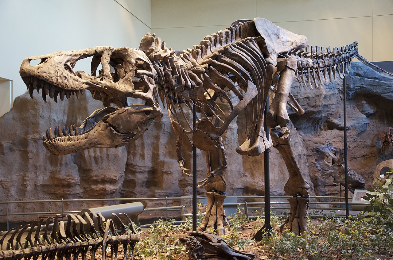 A huge T. rex skeleton stands tall inside a museum.