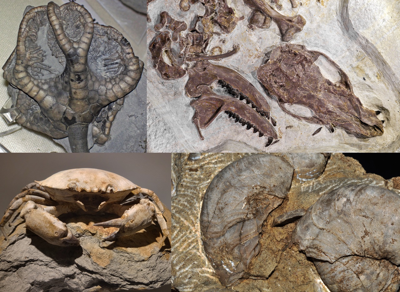 Fossils