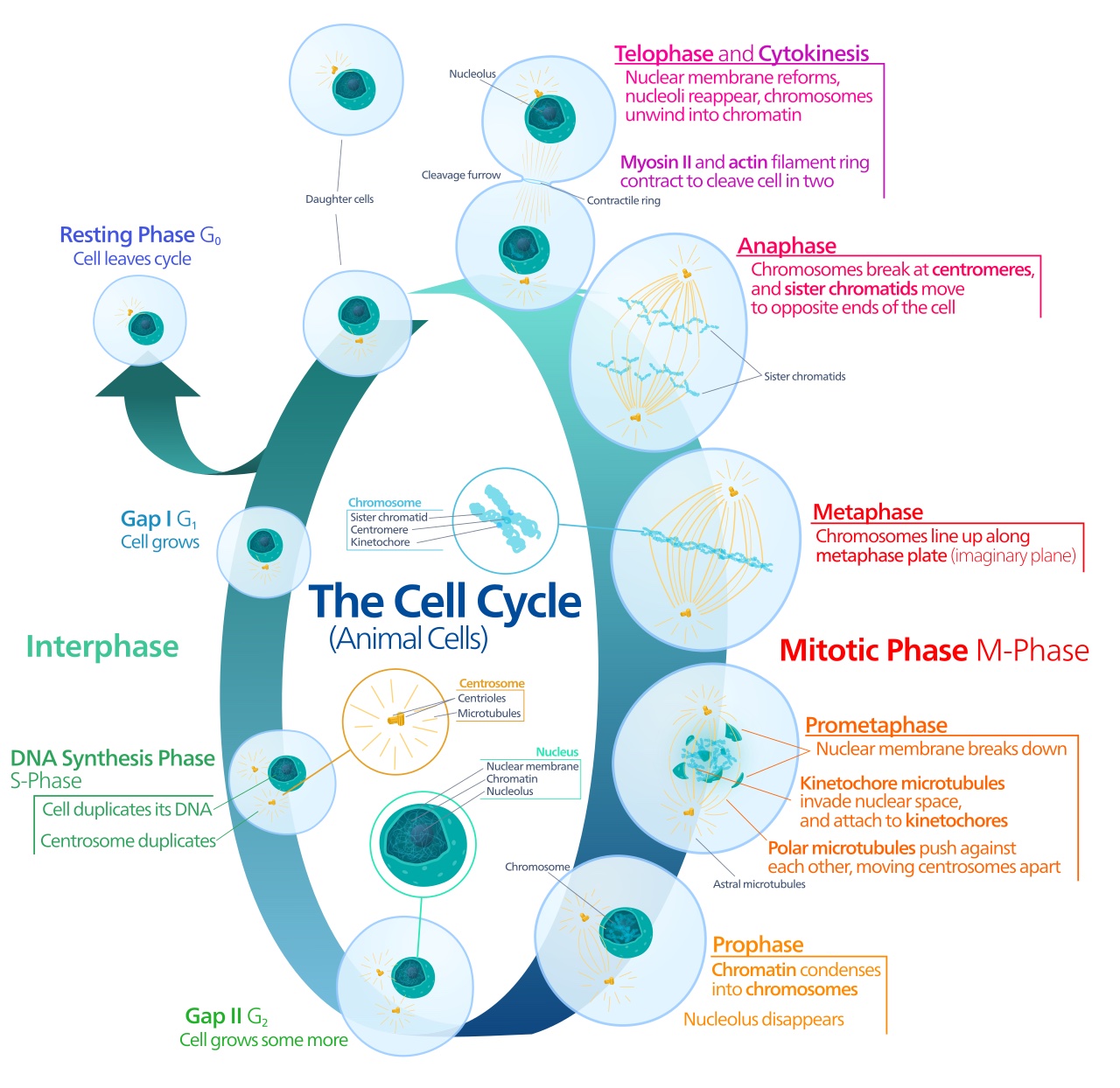 Mitosis