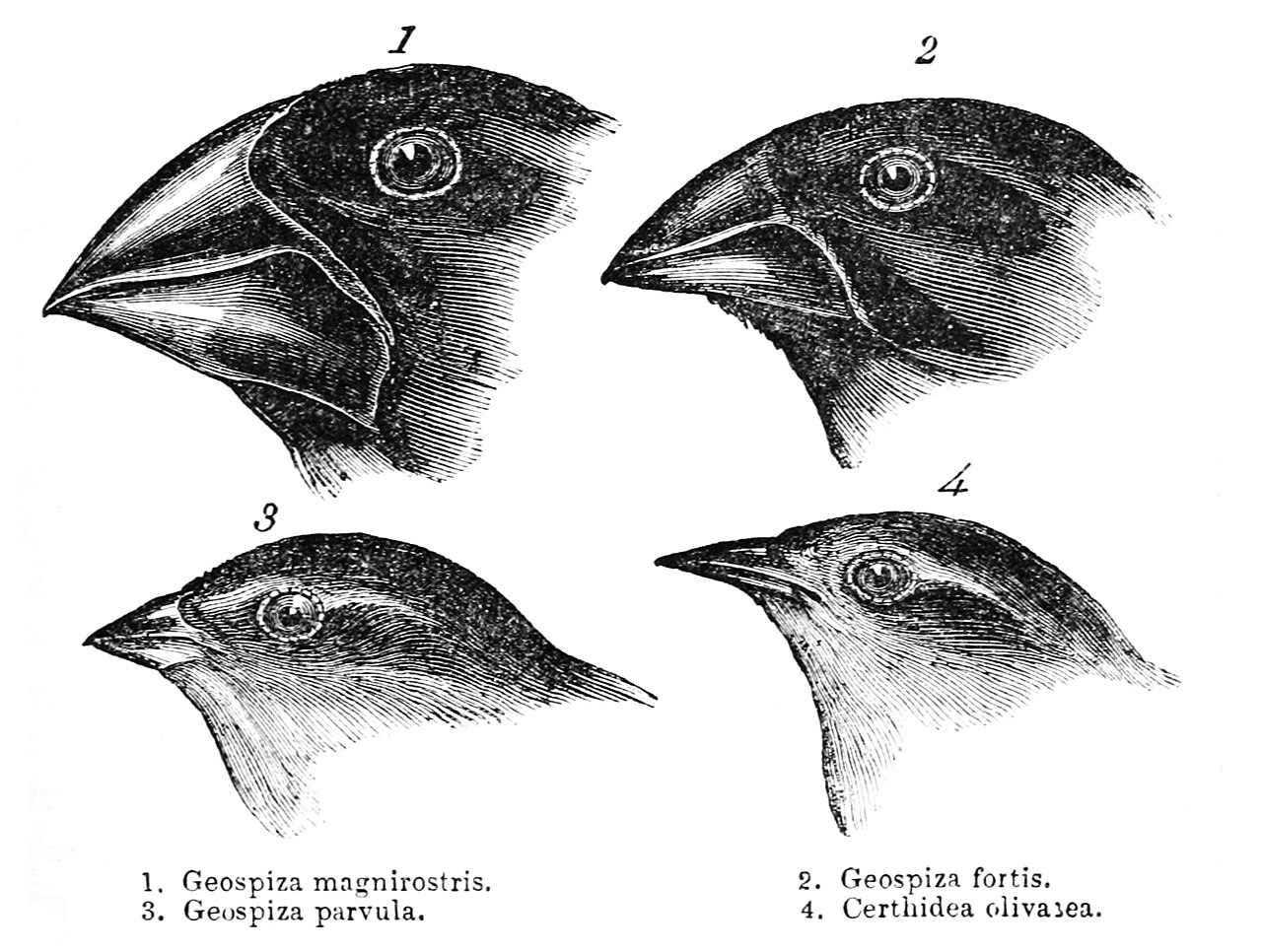 Drawings of four Galapagos finches with different beak shapes.