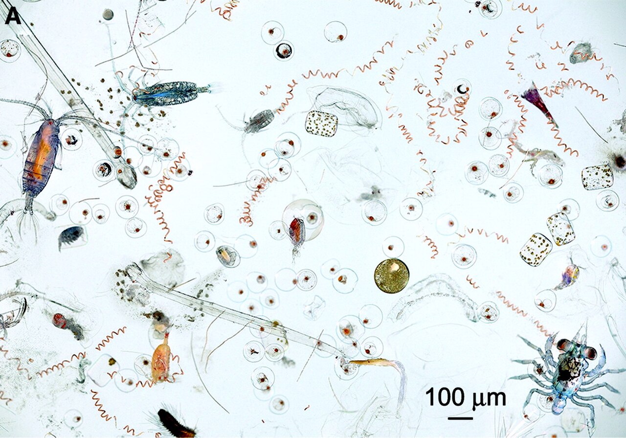 Plankton