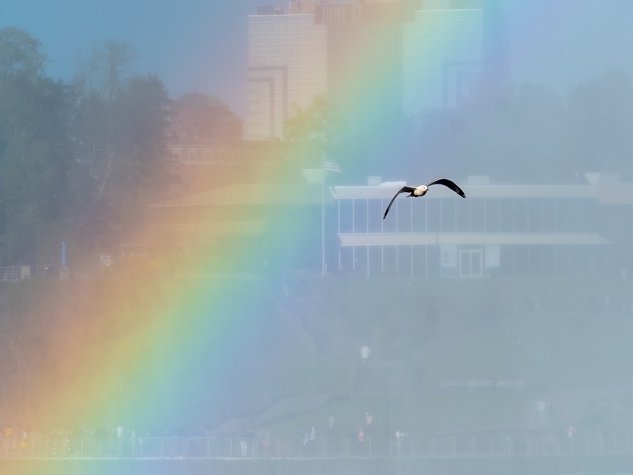 A seagull flies past a bright rainbow over Niagara Falls.