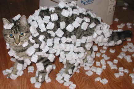 Foam peanuts stick to a cat's fur from static electricity.