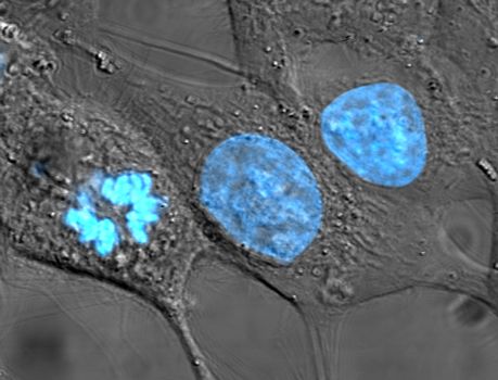 The Cell Nucleus