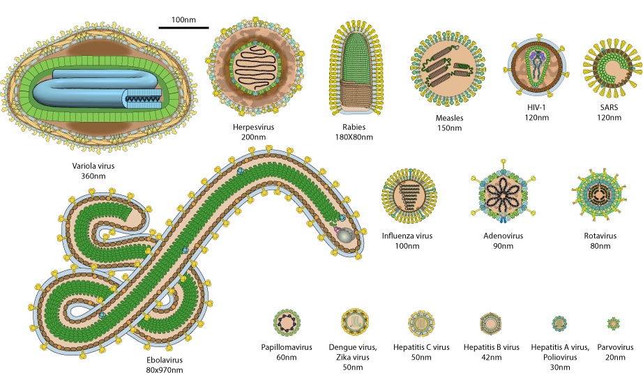 A chart shows different viruses and how big they are.