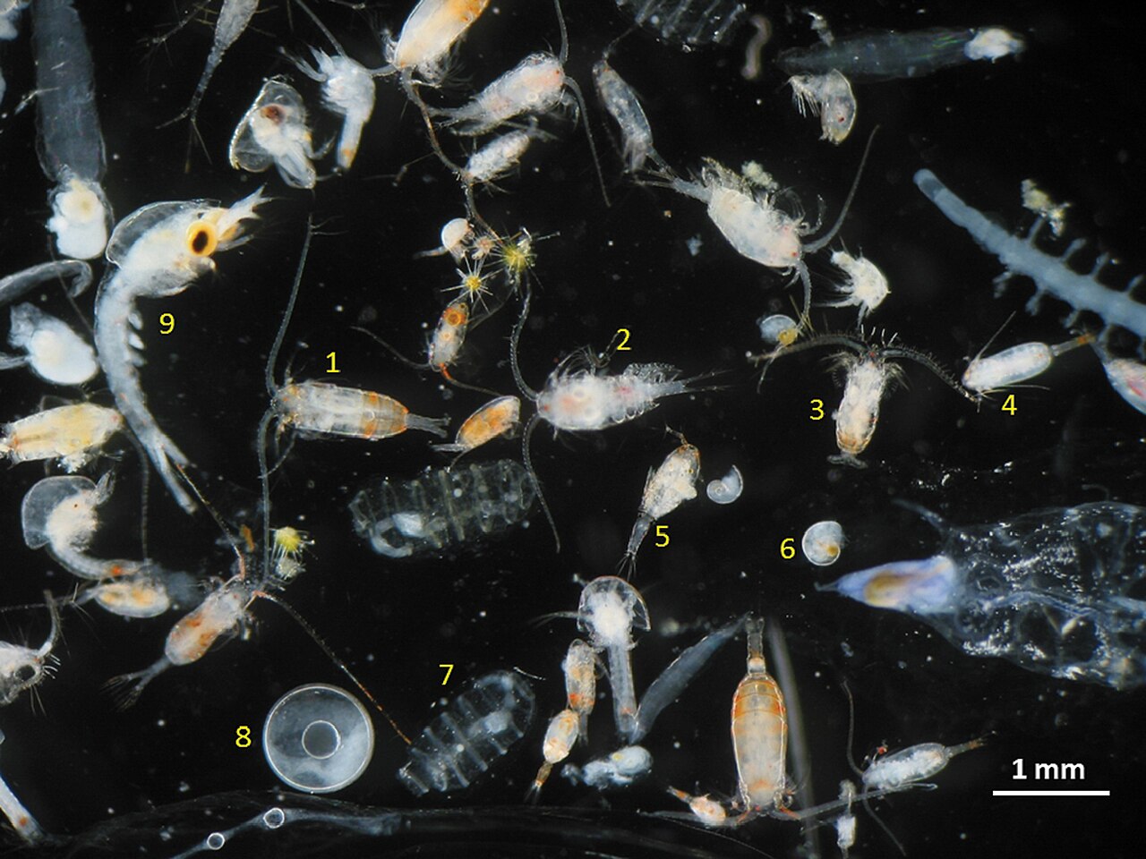 Zooplankton