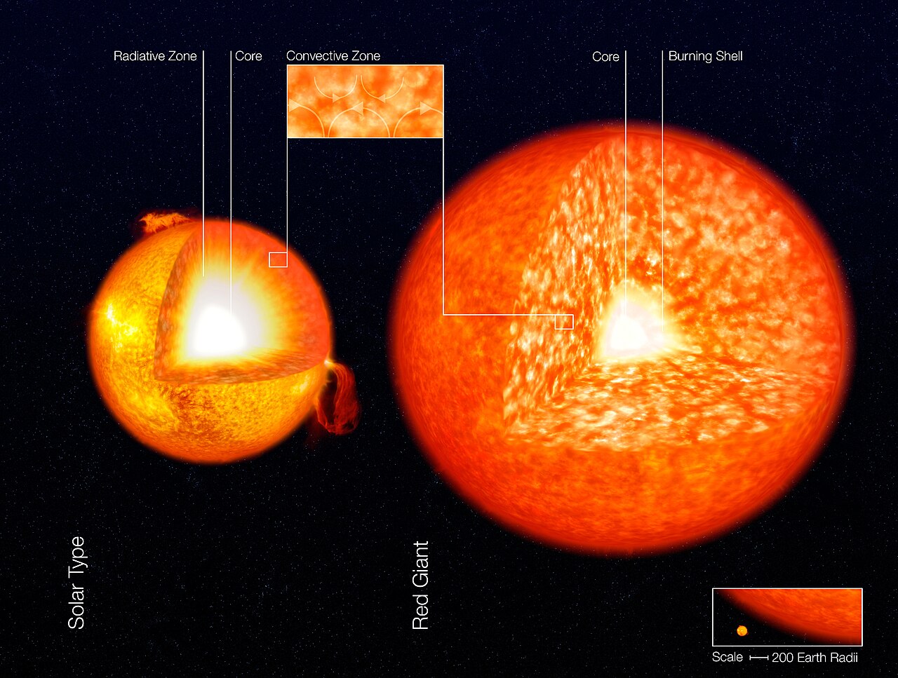 A diagram comparing a Sun-like star with a much bigger, puffy red giant.