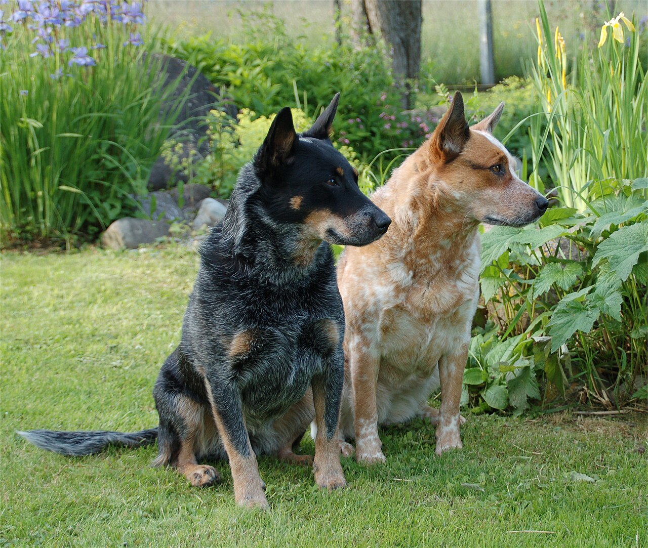 Bluey is a playful Blue Heeler, just like these real dogs.