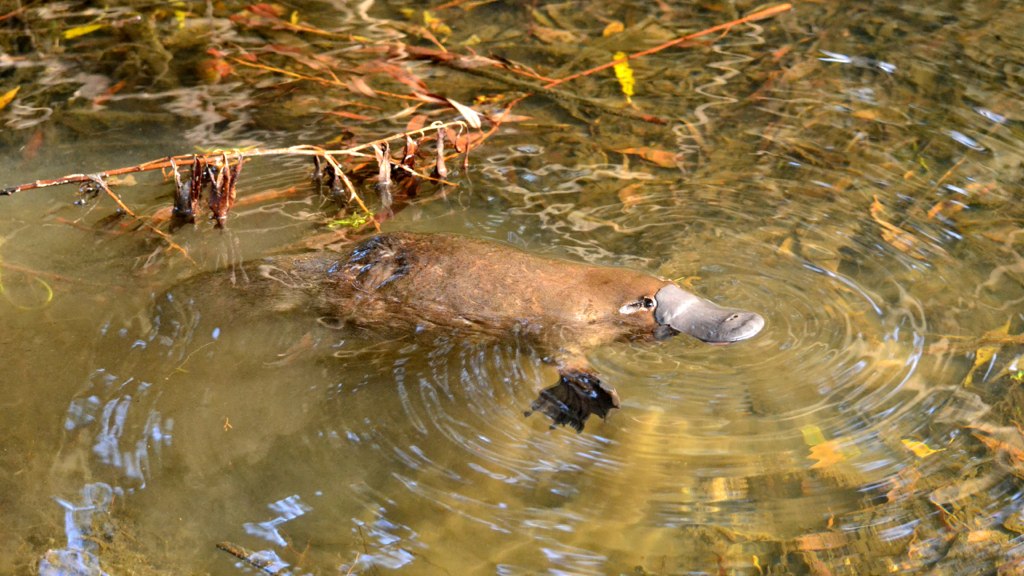 A real platypus, just like Perry from the show.